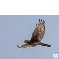 گونه سارگپه چشم سفید White-eyed Buzzard